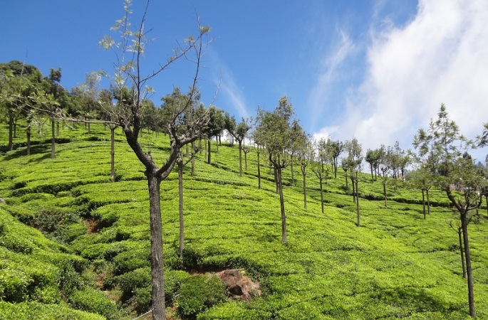 Ooty Tourism